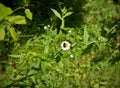 Eastern daisy fleabane Royalty Free Stock Photo