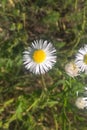 Eastern Daisy Fleabane