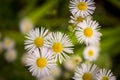 Eastern daisy fleabane Royalty Free Stock Photo