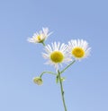 Eastern daisy flower