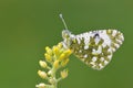 The Euchloe daphalis butterfly , butterflies of Iran Royalty Free Stock Photo