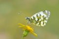 The eastern dappled white butterfly, Euchloe ausonia Royalty Free Stock Photo