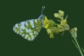 An Eastern dappled white butterfly on a yellow cabbage flower Royalty Free Stock Photo