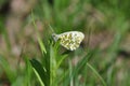 Eastern Dappled White Royalty Free Stock Photo