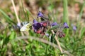 Eastern Dappled White Royalty Free Stock Photo