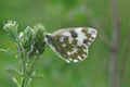 Eastern Dappled White Royalty Free Stock Photo