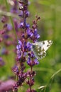 Eastern Dappled White Royalty Free Stock Photo