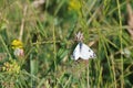 Eastern Dappled White Royalty Free Stock Photo