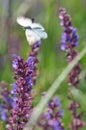 Eastern Dappled White flying Royalty Free Stock Photo