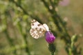 Eastern Dappled Butterfly Royalty Free Stock Photo