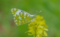 Eastern Dappled White (Euchloe ausonia) Royalty Free Stock Photo