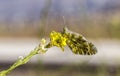 Eastern Dappled White On Yellow Flower Royalty Free Stock Photo