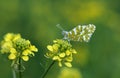 An Eastern dappled white butterfly on a yellow flower Royalty Free Stock Photo