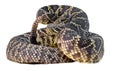 Eastern diamond back rattlesnake - crotalus adamanteus - coiled in defensive strike pose with tongue out; isolated cutout on