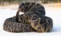 Eastern diamond back rattlesnake crotalus adamanteus coiled in defensive strike pose with tongue out