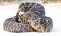 Eastern diamondback rattle snake (crotalus adamanteus) on country road
