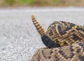 Eastern Diamondback rattle snake, rattler or rattlesnake - Crotalus adamanteus - close up of rattle while crossing paved road