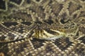 Eastern Diamondback Rattlesnake