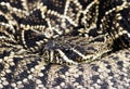 Eastern Diamondback Rattlesnake Royalty Free Stock Photo