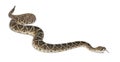 Eastern diamondback rattlesnake Royalty Free Stock Photo