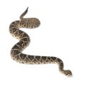 Eastern diamondback rattlesnake