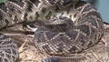 Eastern Diamondback Rattlesnake Crotalus adamanteus