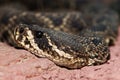 Eastern diamondback rattlesnake Crotalus adamanteus