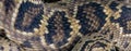 Eastern Diamondback rattlesnake - crotalus adamanteus - isolated on white background close up macro wallpaper of skin keeled or