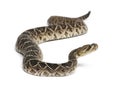 eastern diamondback rattlesnake - Crotalus adamanteus , poisonous, white background