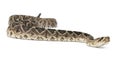 Eastern diamondback rattlesnake - Crotalus adamanteus , poisonous