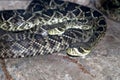 Eastern diamondback rattlesnake (Crotalus adamanteus) in a zoo : (pix Sanjiv Shukla)