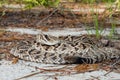 Eastern Diamondback Rattlesnake Crotalus adamenteus