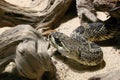 Eastern diamondback rattlesnake