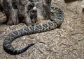 Eastern Diamondback Rattlesnake at Rattlers & Reptiles, a small museum in Fort Davis, Texas, owned by Buzz Ross.