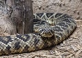 Eastern Diamondback Rattlesnake at Rattlers & Reptiles, a small museum in Fort Davis, Texas, owned by Buzz Ross.