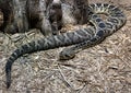 Eastern Diamondback Rattlesnake at Rattlers & Reptiles, a small museum in Fort Davis, Texas, owned by Buzz Ross.