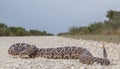 Eastern Diamondback Rattlesnake