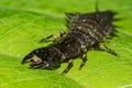 Eastern Dobsonfly Hellgrammite - Corydalus cornuttus Royalty Free Stock Photo