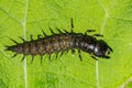 Eastern Dobsonfly Hellgrammite - Corydalus cornuttus