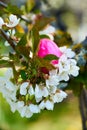 Eastern egg in the cherry tree Royalty Free Stock Photo