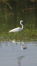 An eastern egret closeup