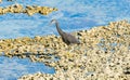 Eastern egret, grey morph Royalty Free Stock Photo