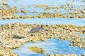 Eastern egret, grey morph Royalty Free Stock Photo