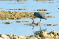 Eastern egret, grey morph version standing on coral with dead baby bird Royalty Free Stock Photo