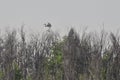 Eastern Egret Bird Perching on the top of the trees