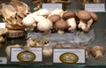 Eastern Europe Croatia Zagreb Mushroom Museum Mycology Nature Plants Poison Species Freeze-dried Mushrooms Collection