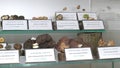 Eastern Europe Croatia Zagreb Mushroom Museum Mycology Nature Plants Poison Species Freeze-dried Mushrooms Collection