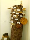 Eastern Europe Croatia Zagreb Mushroom Museum Mycology Nature Plants Poison Species Freeze-dried Mushrooms Collection