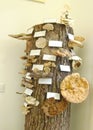 Eastern Europe Croatia Zagreb Mushroom Museum Mycology Nature Plants Poison Species Freeze-dried Mushrooms Collection