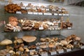 Eastern Europe Croatia Zagreb Mushroom Museum Mycology Nature Plants Poison Species Freeze-dried Mushrooms Collection Royalty Free Stock Photo